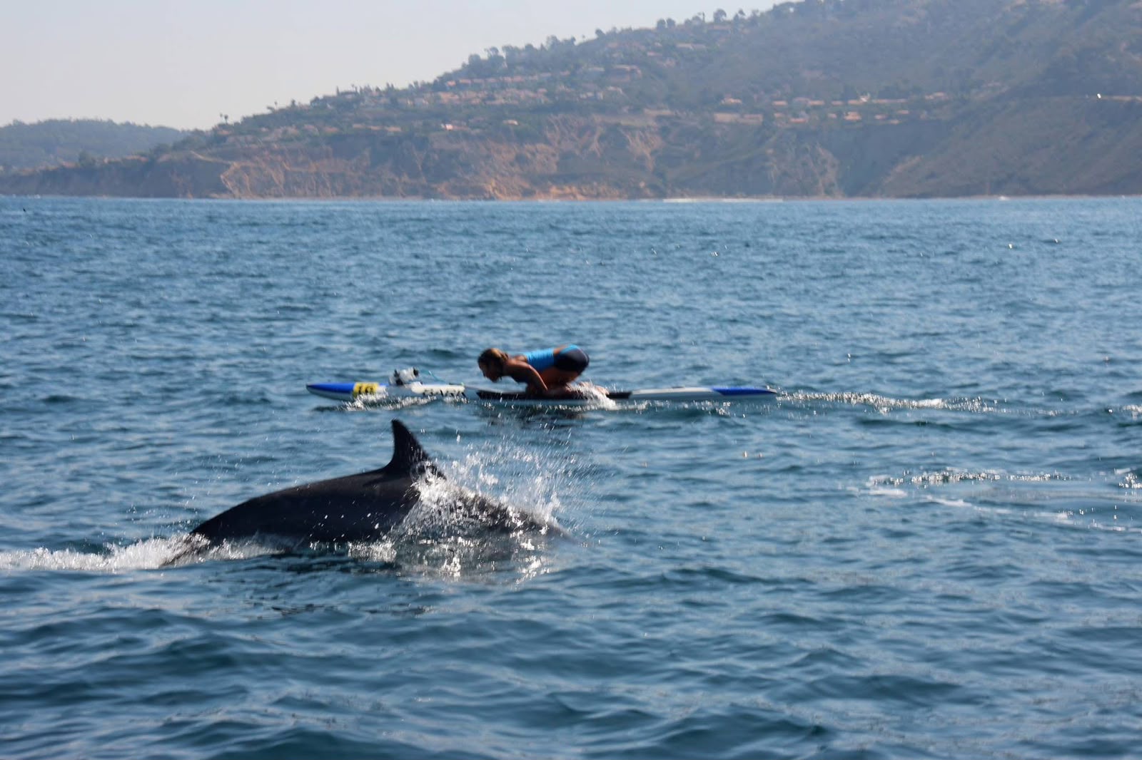 Prone paddleboard αθλητής με δελφίνι